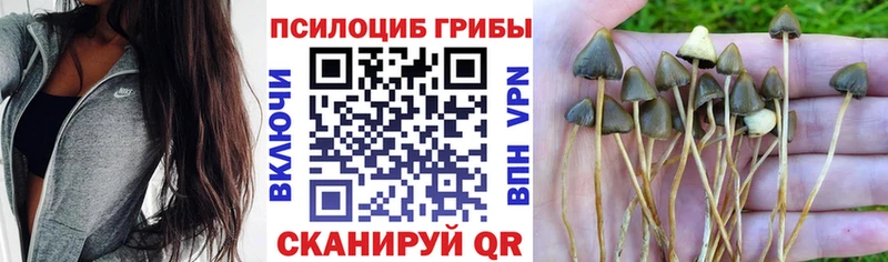 Галлюциногенные грибы Magic Shrooms  Куртамыш 
